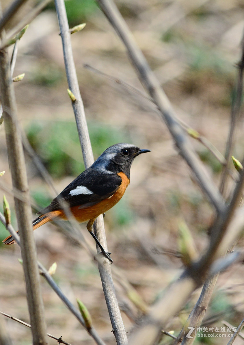 #尼康鸟类作品赏析#【几只小鸟（打鸟中，右脚负伤了）】 （老阿推荐）