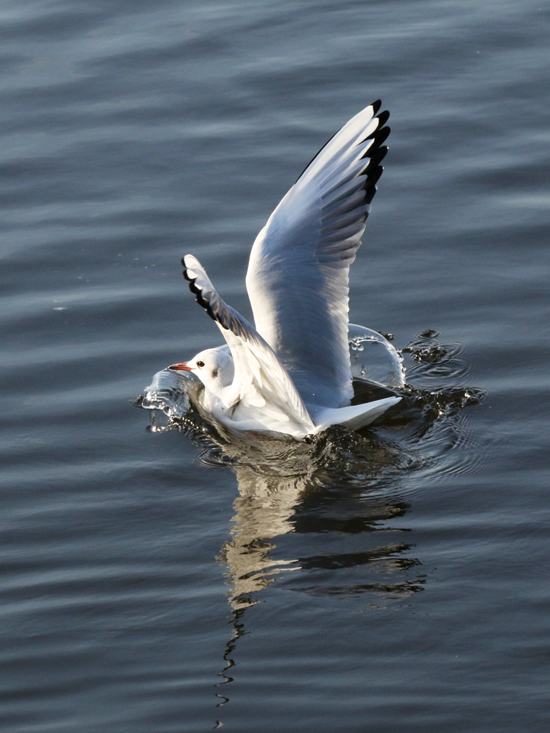 海洋馆随拍海鸥2