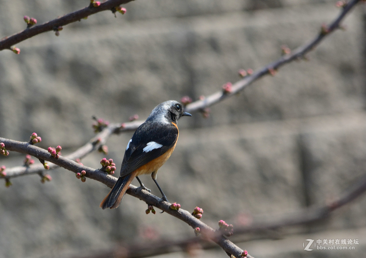 #尼康鸟类作品赏析#【几只小鸟（打鸟中，右脚负伤了）】 （老阿推荐）