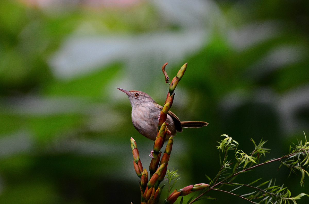 #尼康鸟类作品赏析#【小鸟嘴馋】 （老阿推荐）