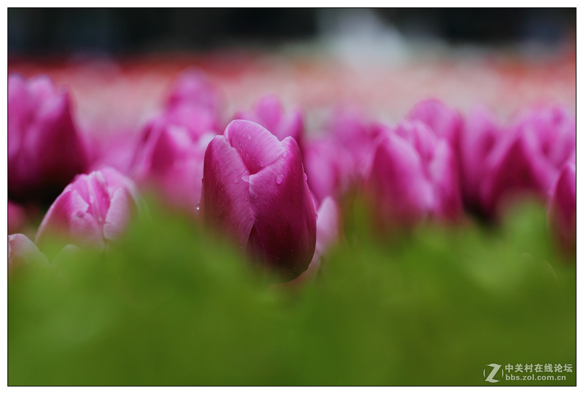 【雨天再拍郁金香】