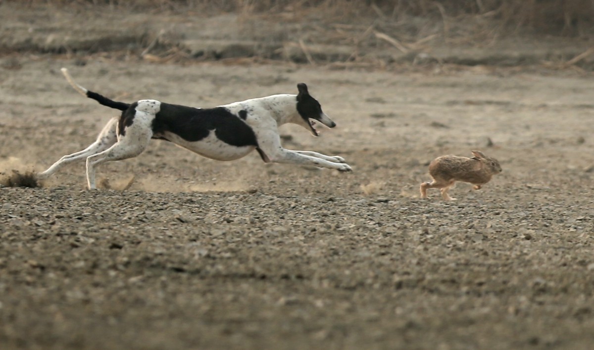 一组狗追野兔---祝 安阳论坛 红红火火.-中关村在线摄影论坛