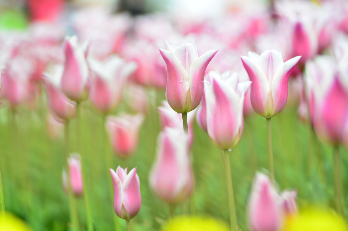 《花花世界》