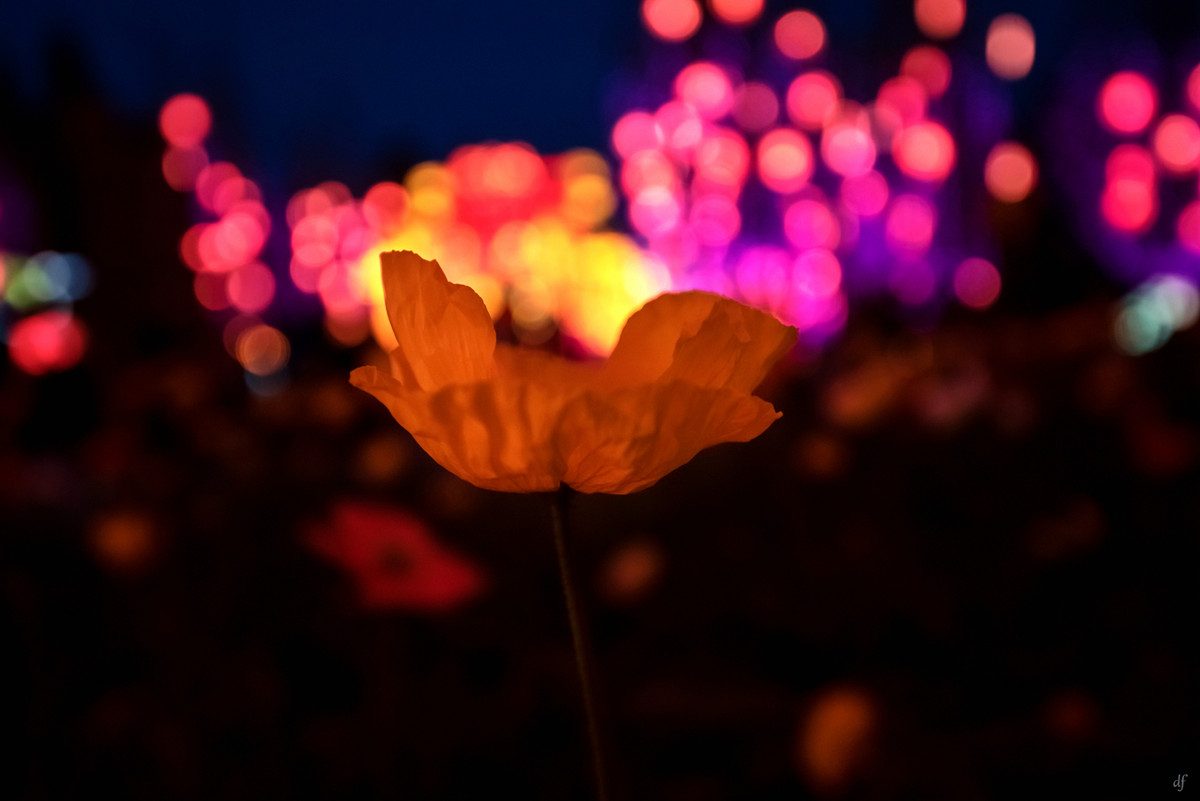 #春节美好瞬间#成都金沙太阳节（二）