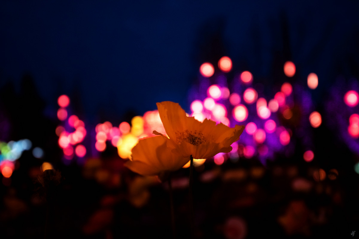 #春节美好瞬间#成都金沙太阳节（二）