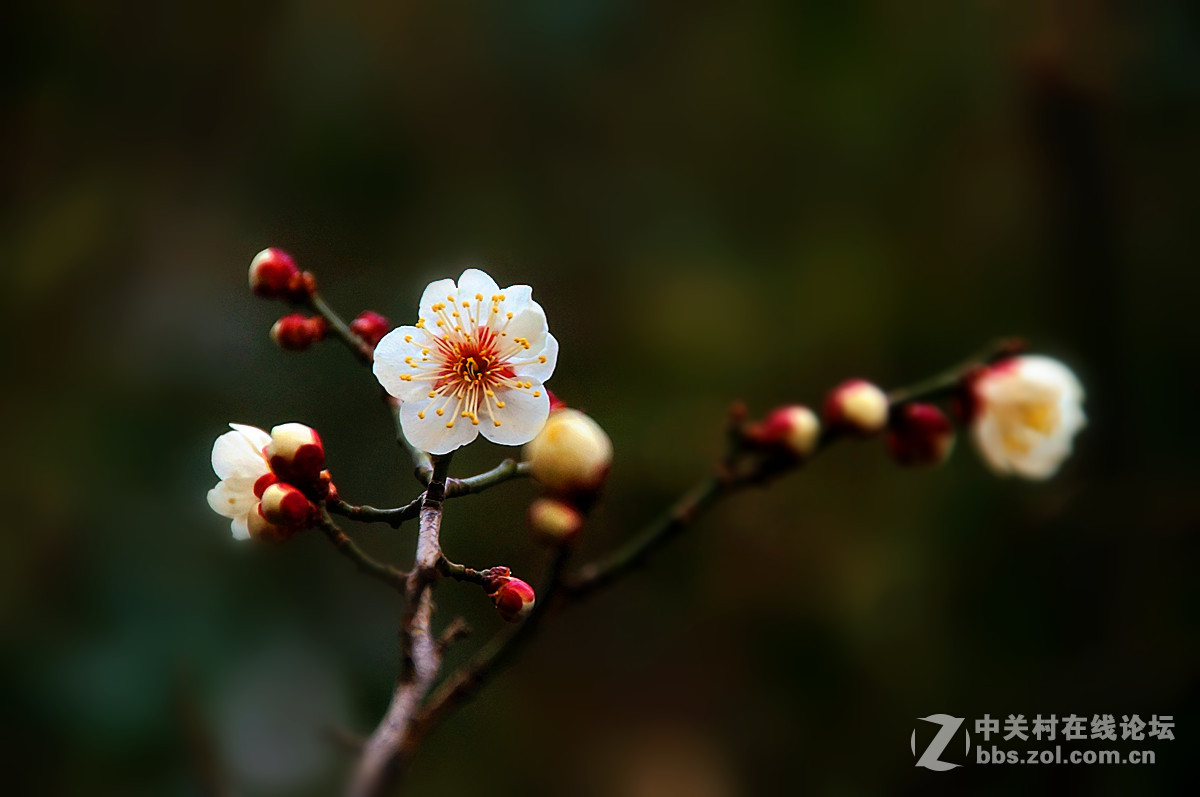 红梅庆春---一片丹心向阳开。