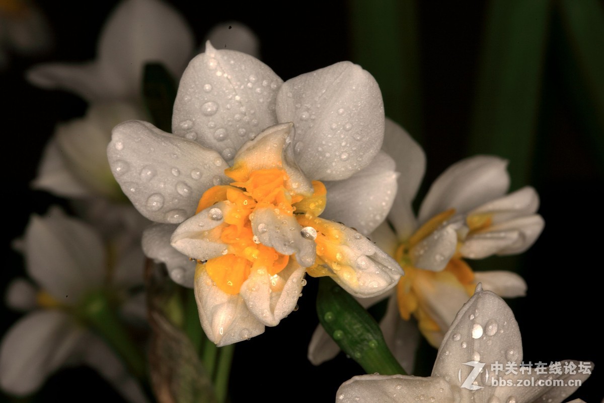 玉玲珑