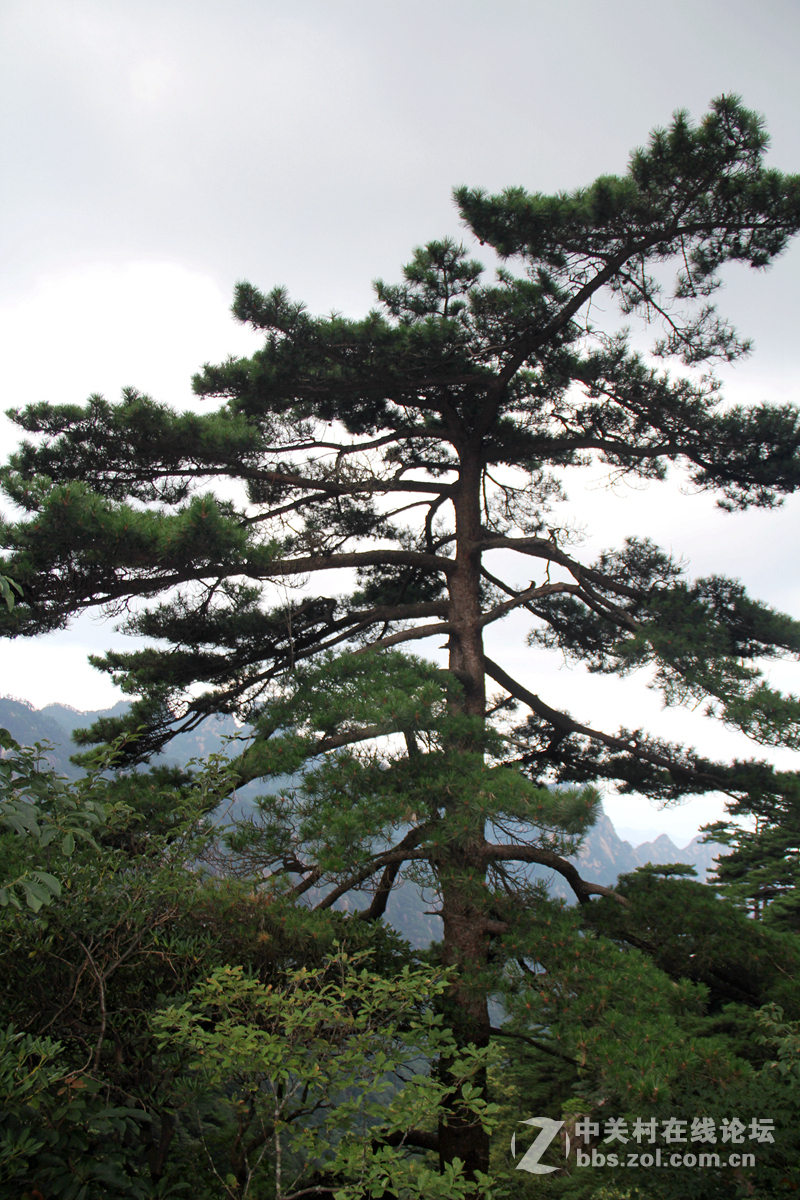 黄山之秀---黄山松