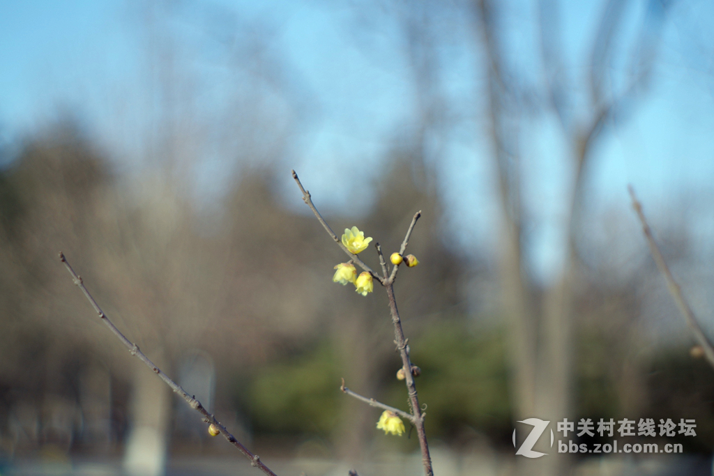 腊梅  枯树