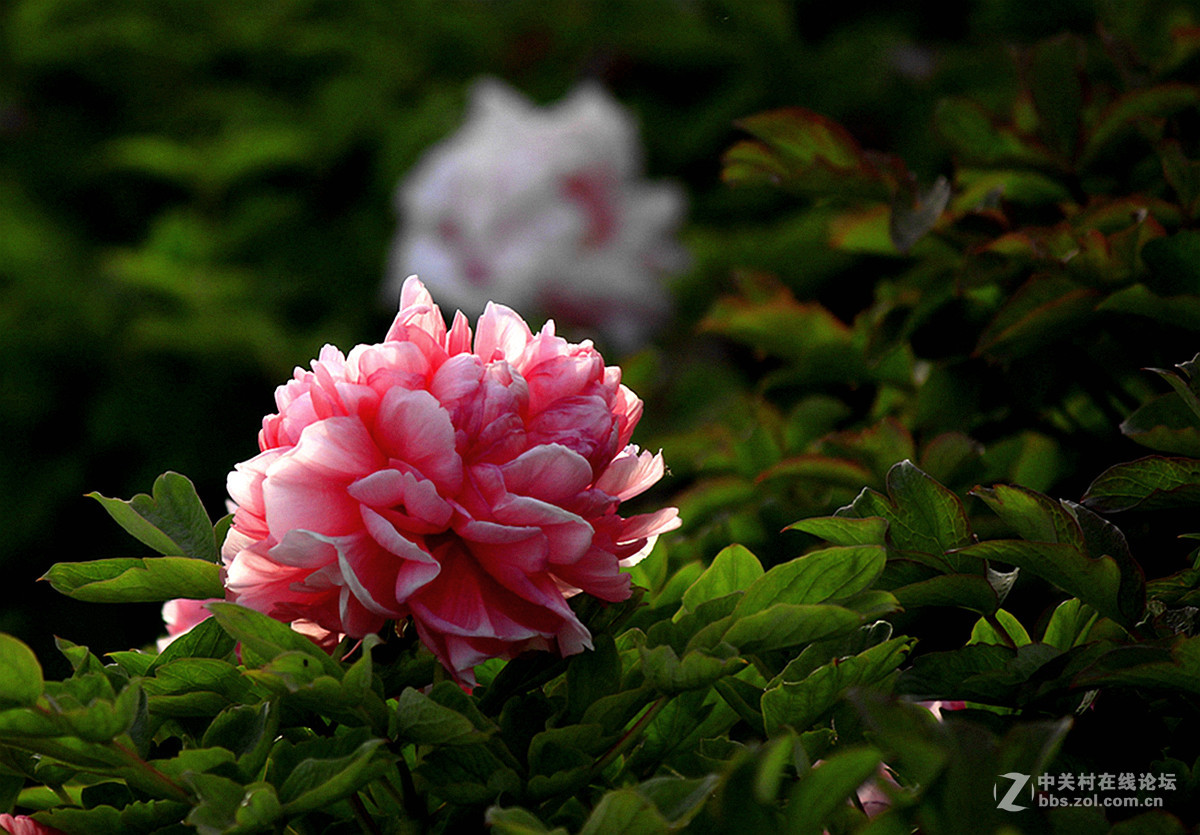 国色天香【牡丹】三、——迟到的祝贺