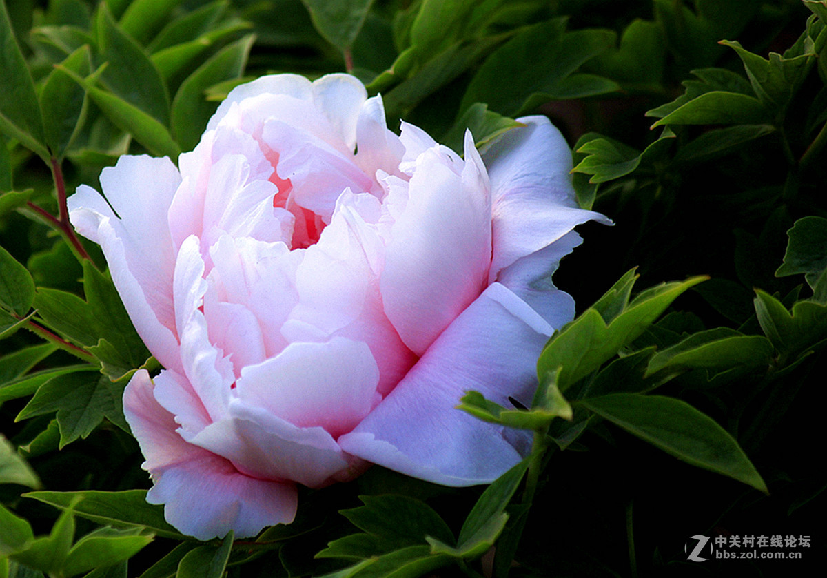 国色天香【牡丹】三、——迟到的祝贺