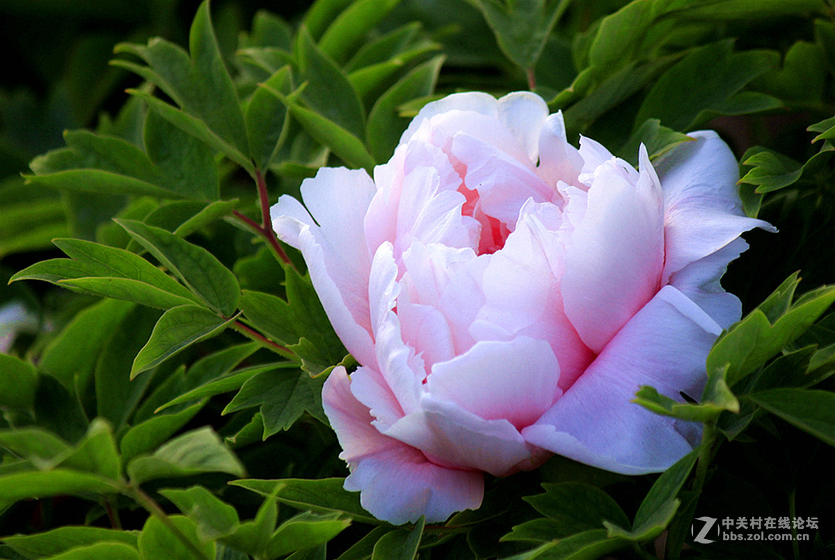 国色天香【牡丹】三、——迟到的祝贺