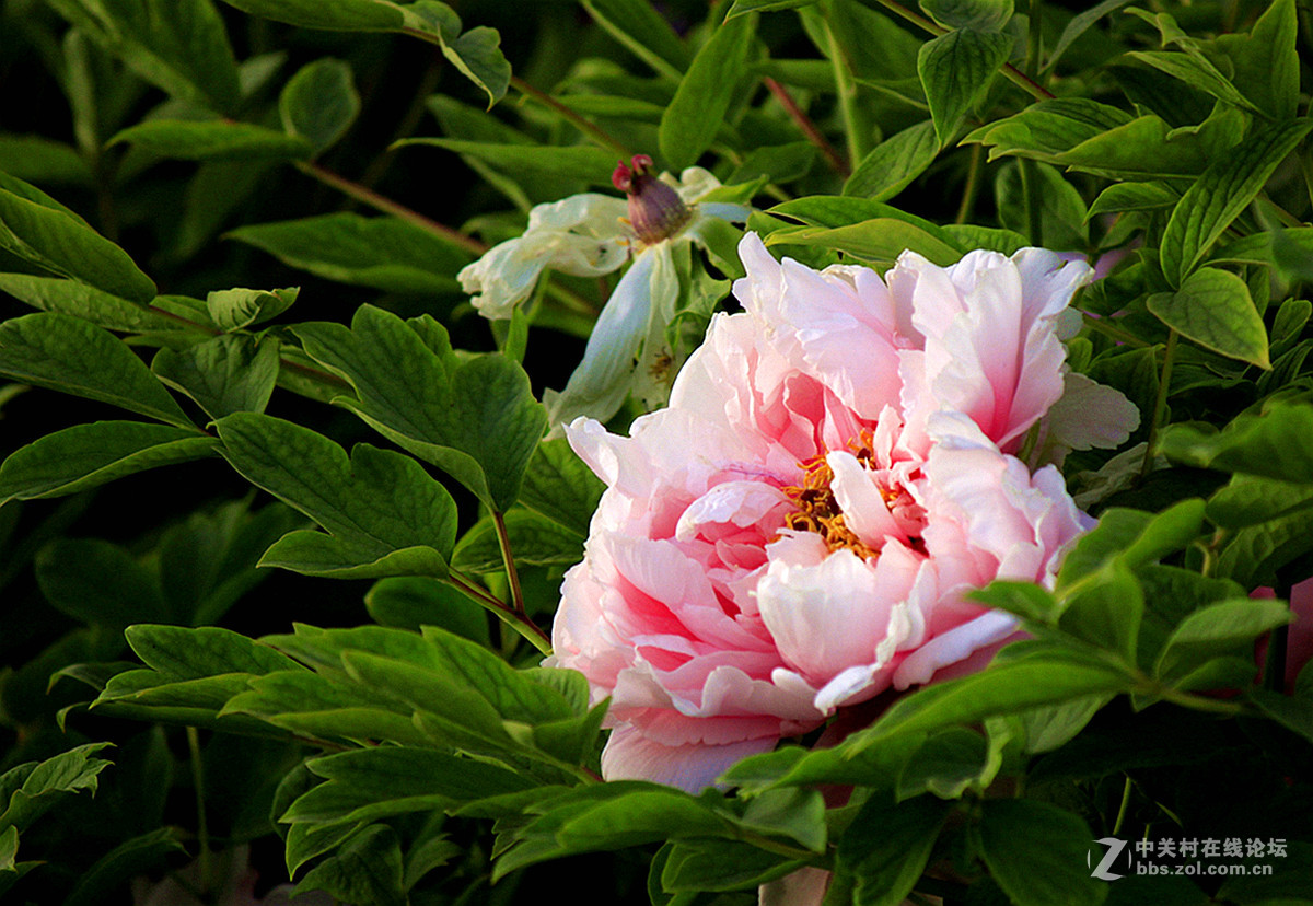 国色天香【牡丹】三、——迟到的祝贺