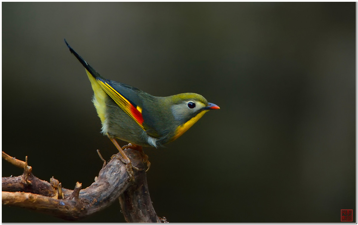 #尼康鸟类作品赏析第七期#红嘴相思