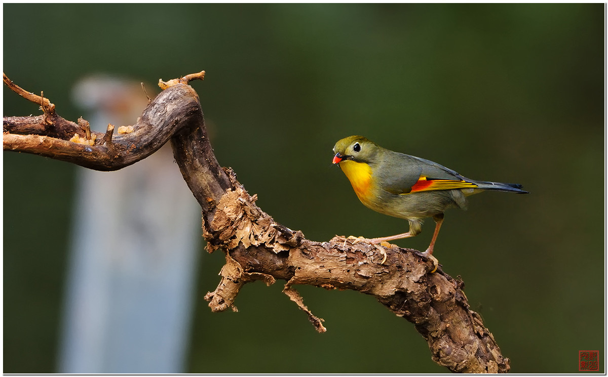 #尼康鸟类作品赏析第七期#红嘴相思