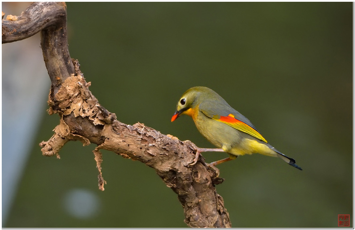 #尼康鸟类作品赏析第七期#红嘴相思