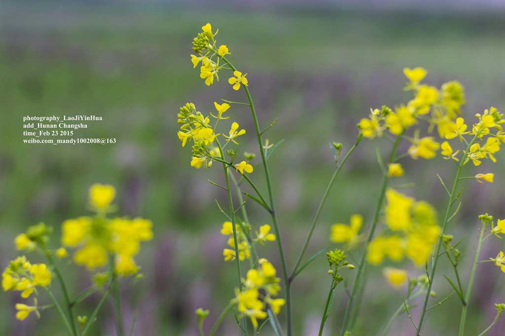 小痰盂2015年开春第一帖