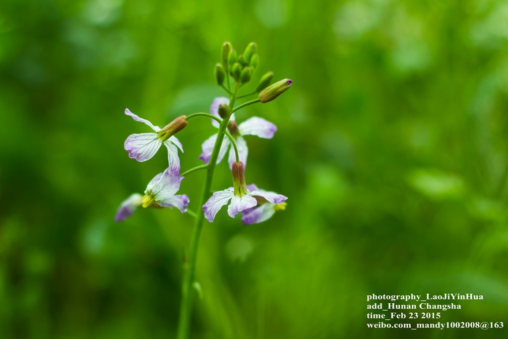 小痰盂2015年开春第一帖
