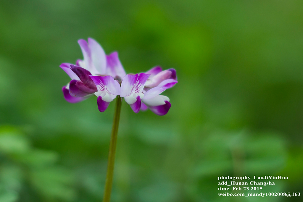 小痰盂2015年开春第一帖