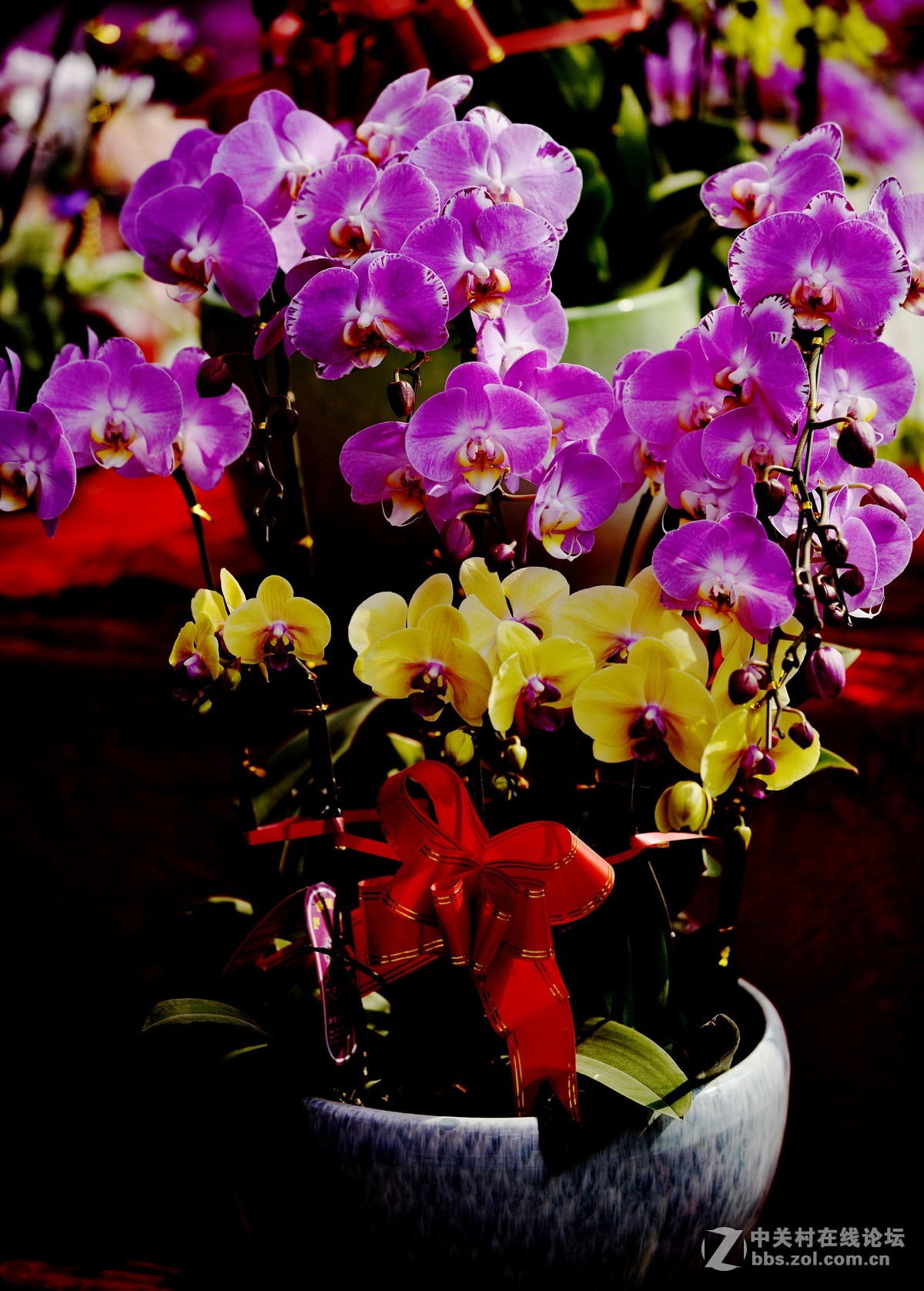 尼康d800afs8020028d4代兰花迎春拜新年摄影作品