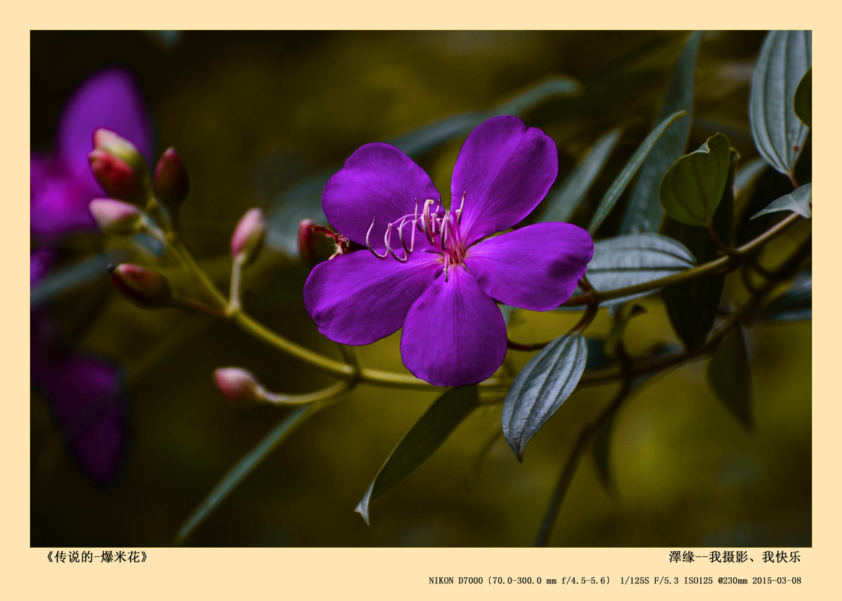 浅谈尼康70-300 VR 3.5-5.6镜头搭配尼康D7000使用感受