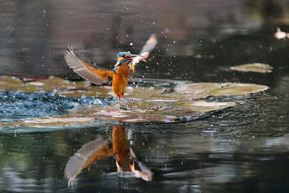 #版主坐堂# 佳能月度精选-2015年1月份优秀作品选编