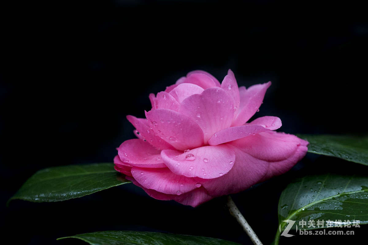 发一组新春茶花