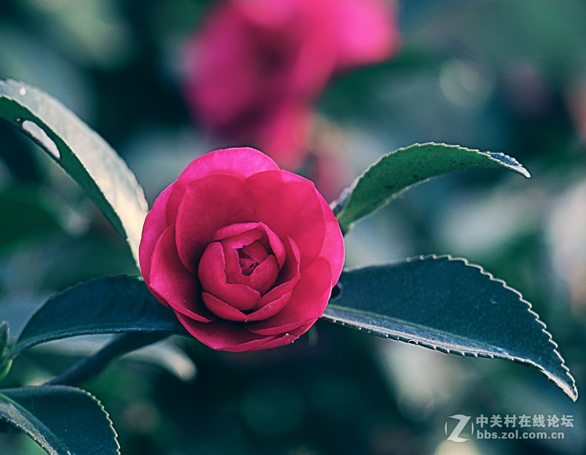 新人佳能70D 18- 135 狗头，拍摄，画质不满意