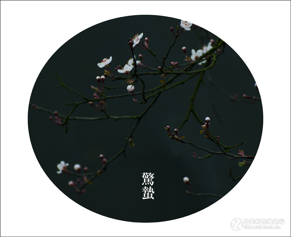 二十四节气之 惊蛰