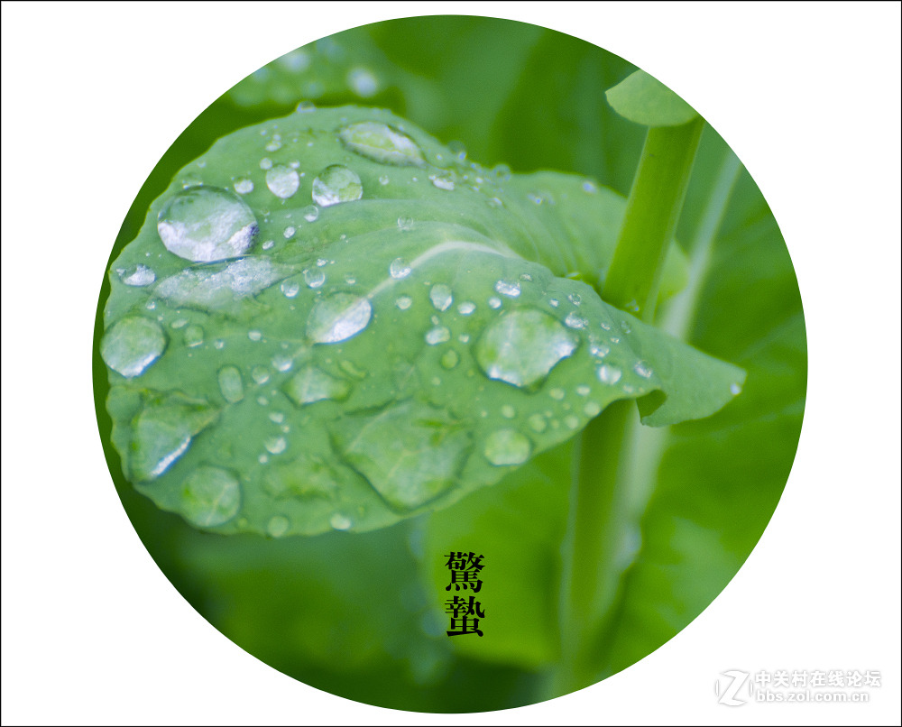 二十四节气之 惊蛰