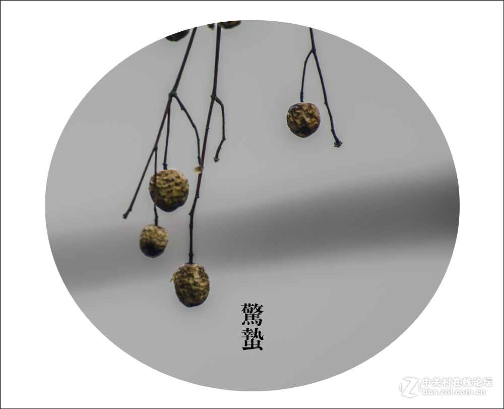 二十四节气之 惊蛰