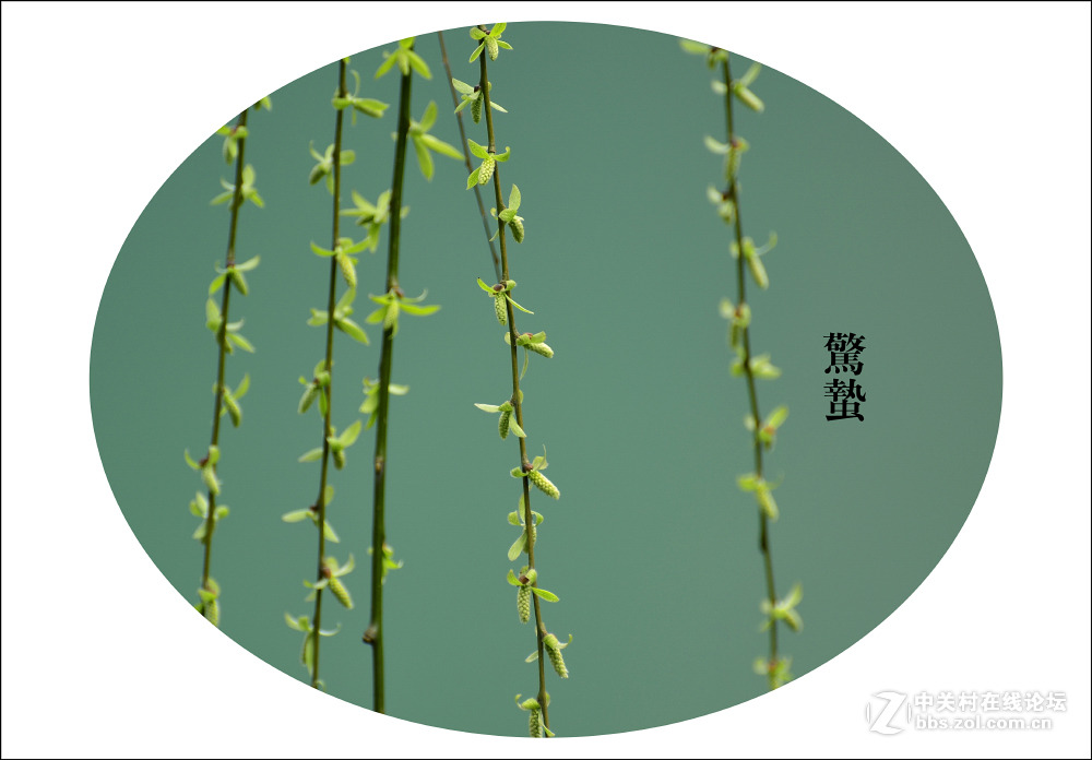 二十四节气之 惊蛰