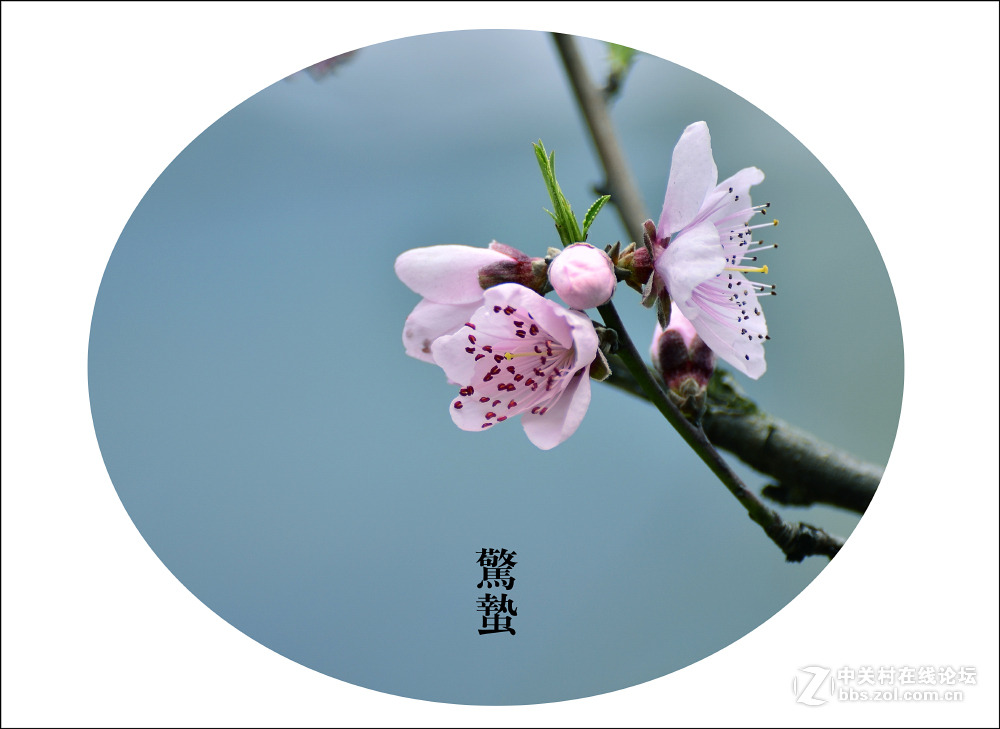 二十四节气之 惊蛰