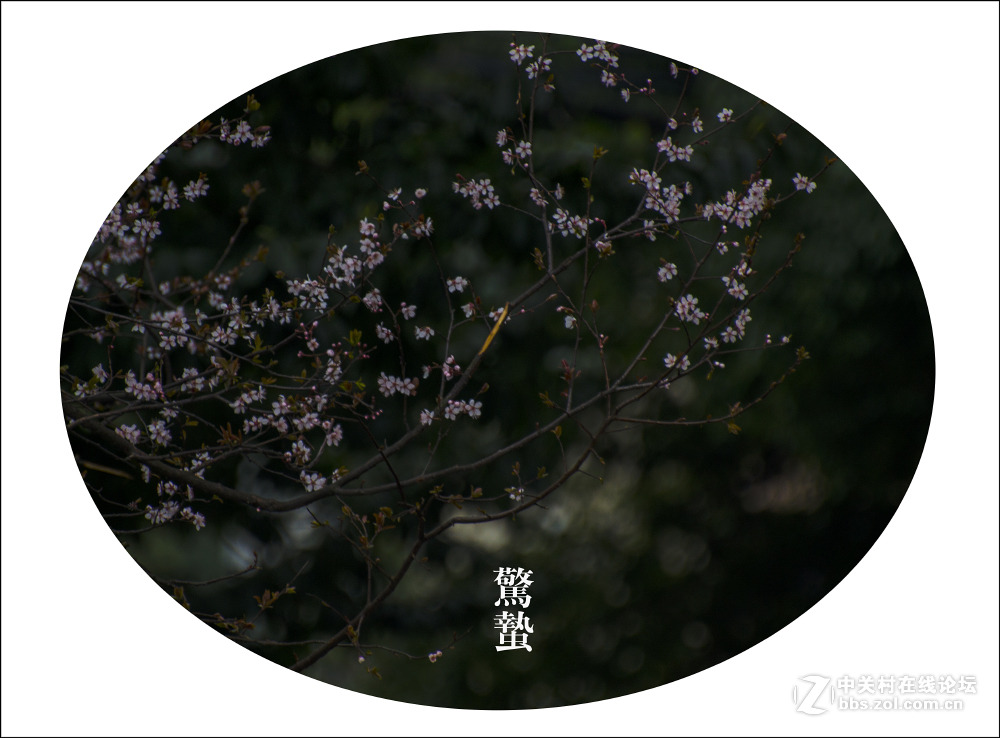 二十四节气之 惊蛰