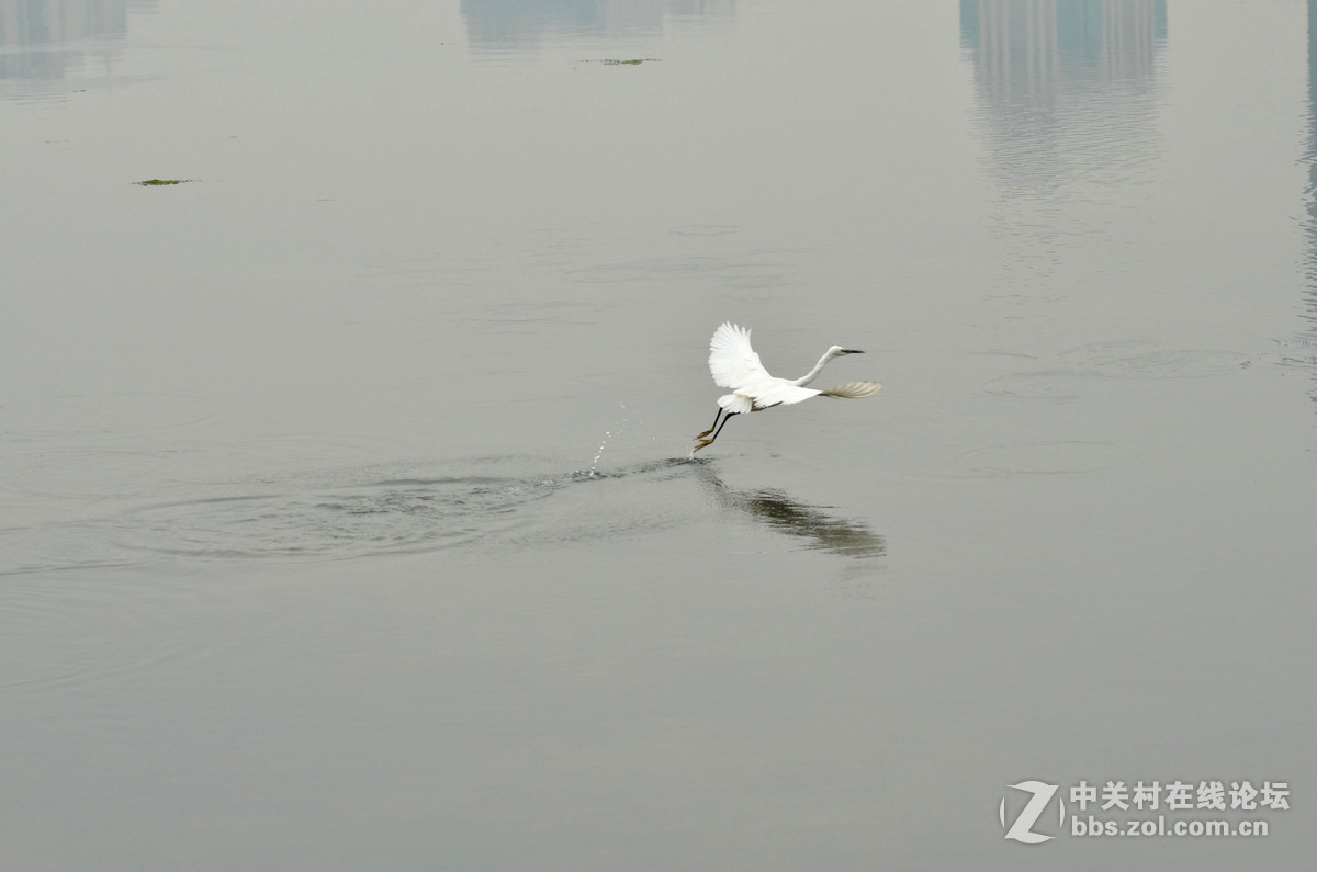 2015年小钢炮厦门拍白鹭1