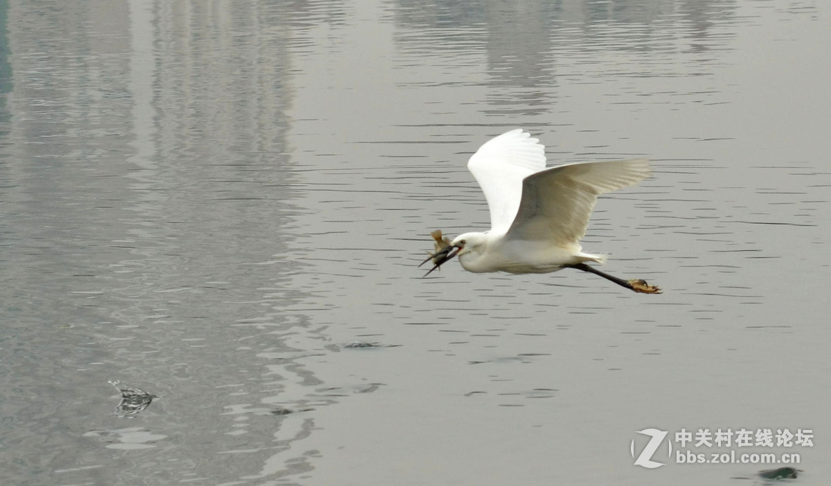 2015年小钢炮厦门拍白鹭1