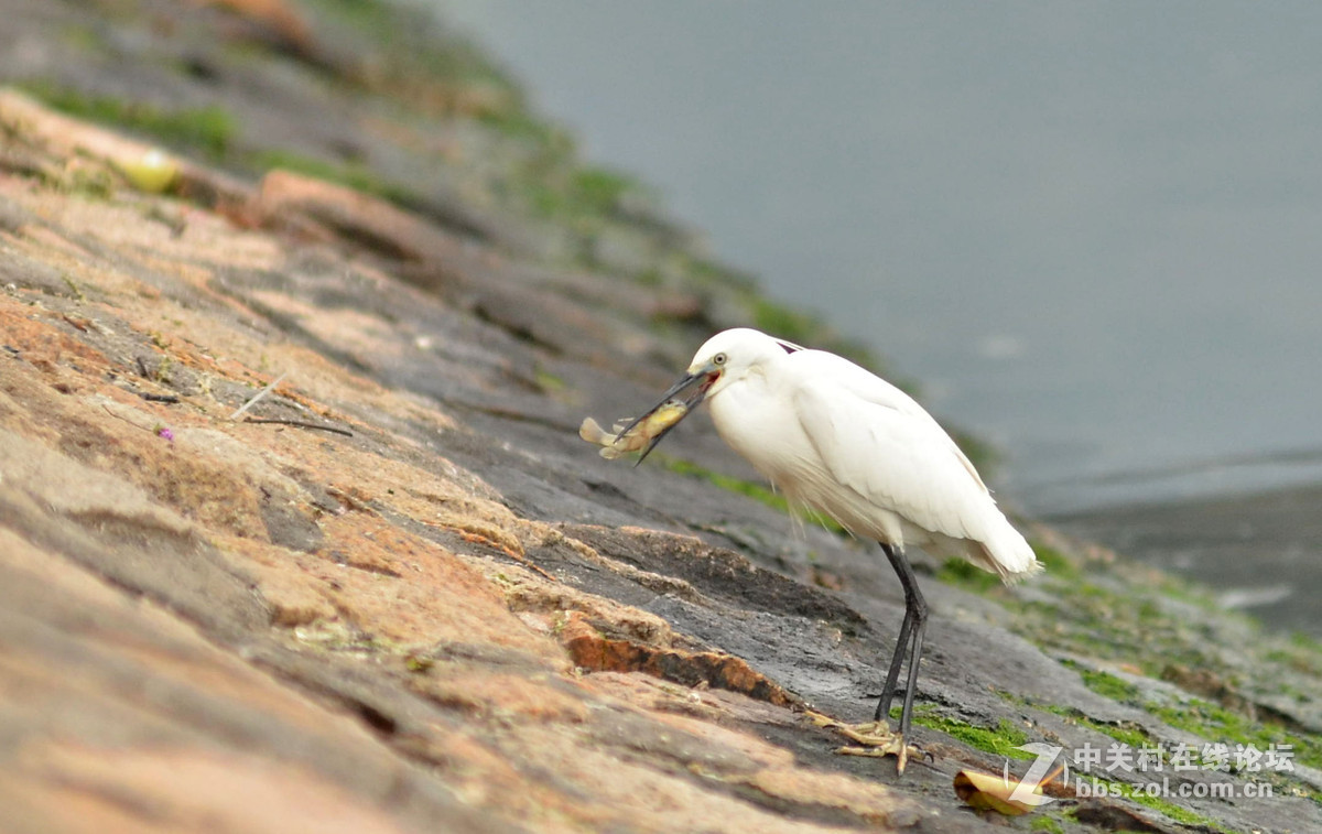 2015年小钢炮厦门拍白鹭1