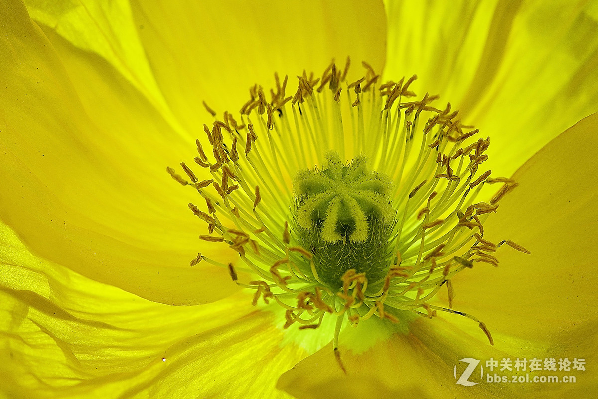 #尼康花卉作品赏析第七期#虞美人之花蕾与花蕊-微距