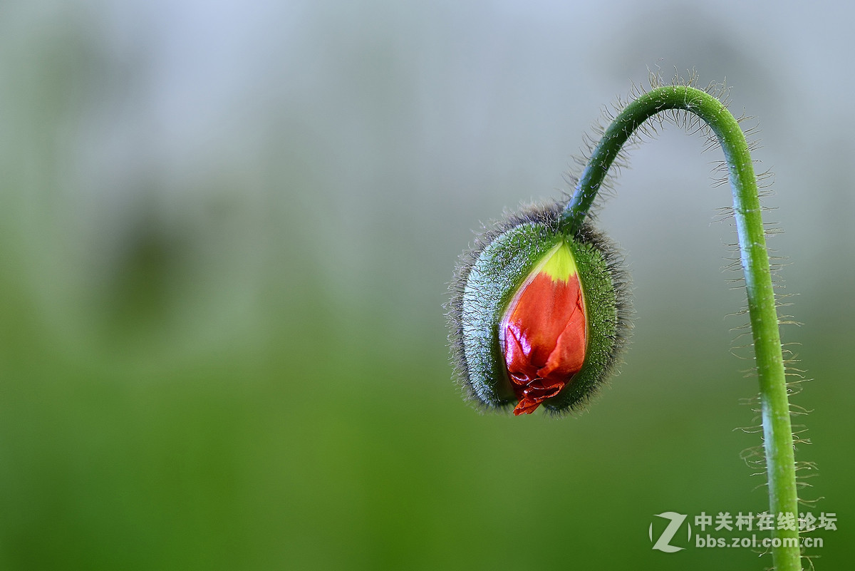 #尼康花卉作品赏析第七期#虞美人之花蕾与花蕊-微距