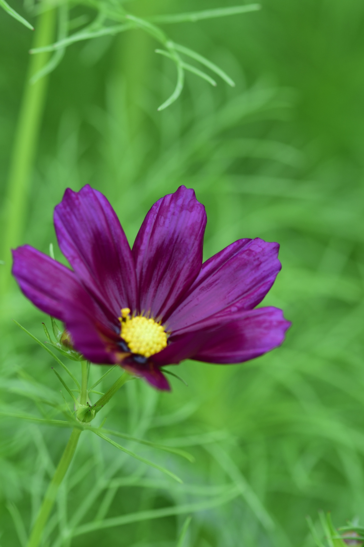 紫色浪漫波斯菊