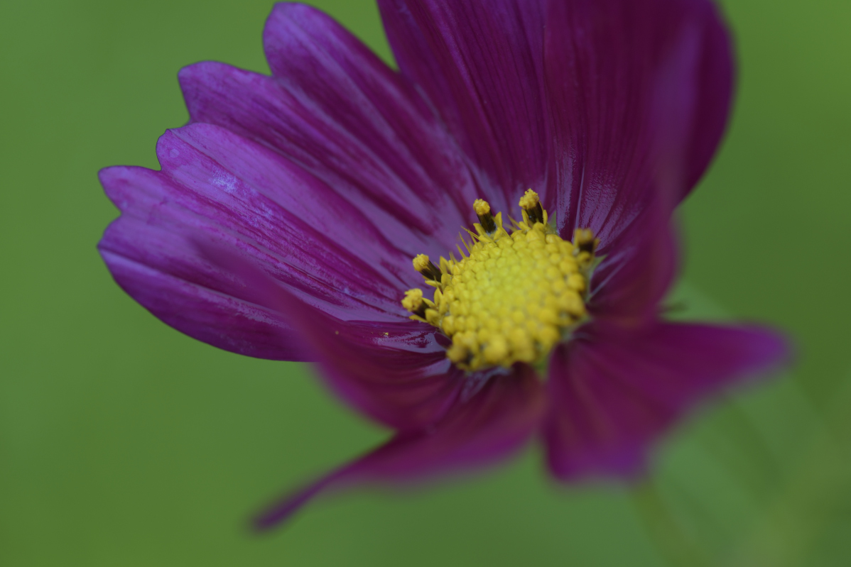 紫色浪漫波斯菊