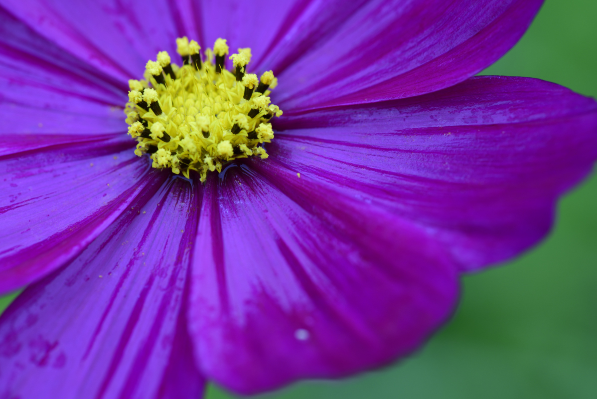 紫色浪漫波斯菊