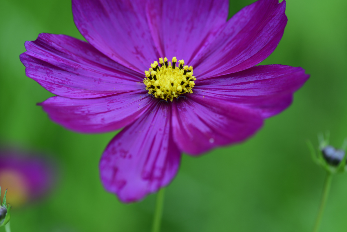 紫色浪漫波斯菊