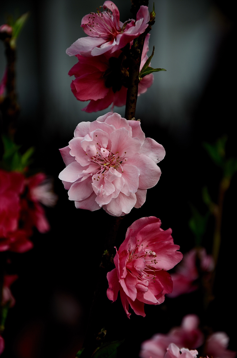 广州过年逛花市拍靓花八桃花盛开