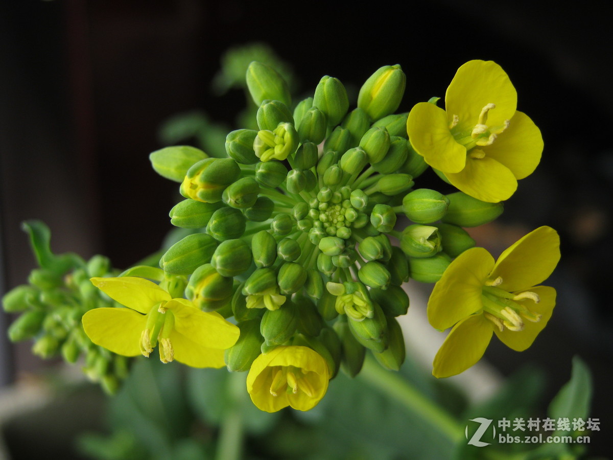 佳能A490《油菜花开》