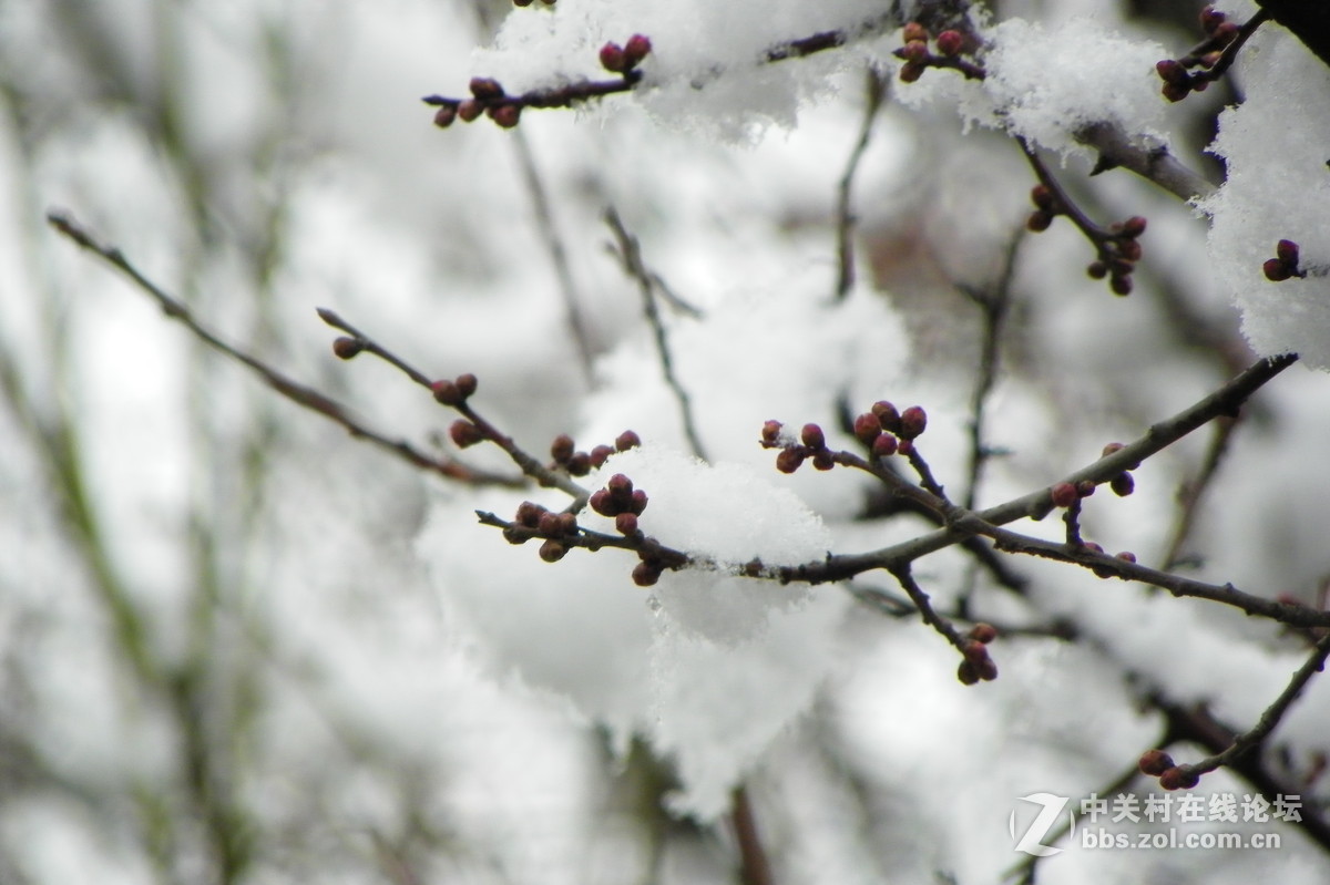 西北小江南腊月瑞雪