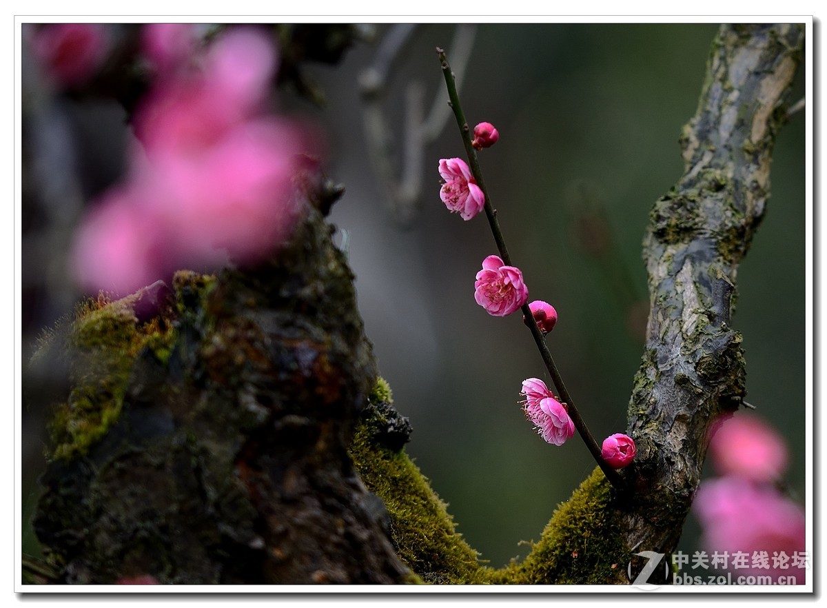 #尼康花卉作品赏析第八期#唤醒百花齐开放
