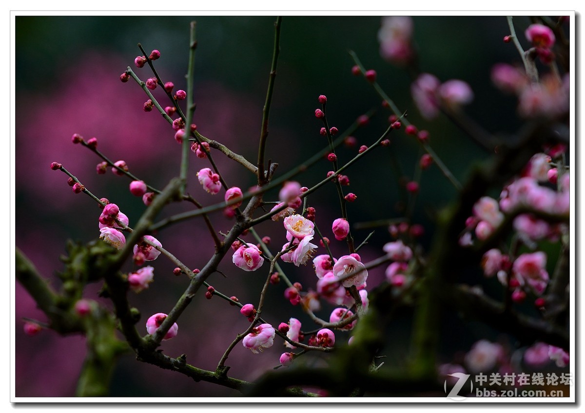 #尼康花卉作品赏析第八期#唤醒百花齐开放