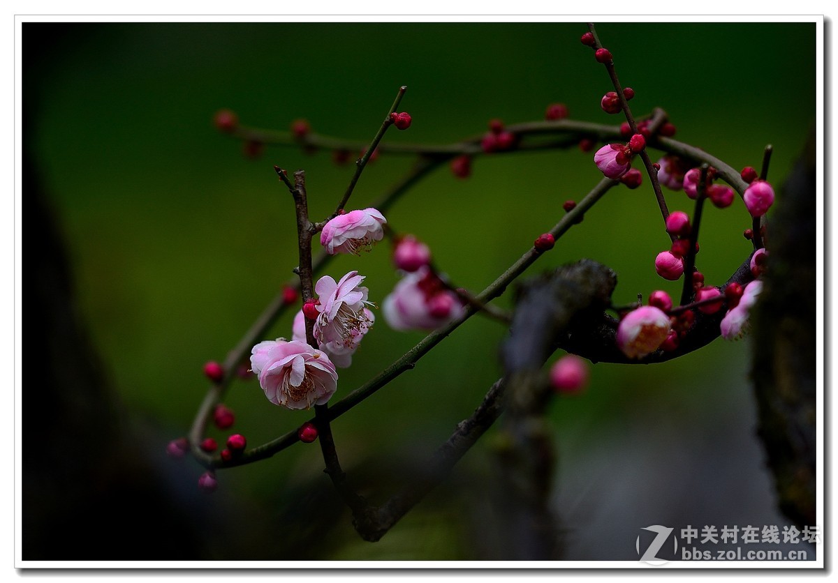 #尼康花卉作品赏析第八期#唤醒百花齐开放