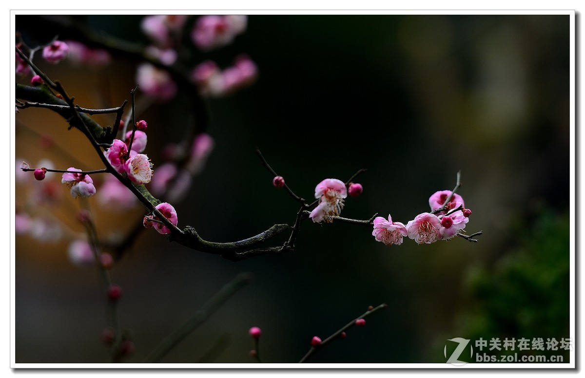 #尼康花卉作品赏析第八期#唤醒百花齐开放